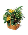 A Bit of Sunshine Basket